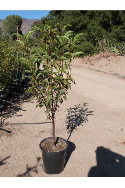 Черешня домашня Дачниця  в контейнері